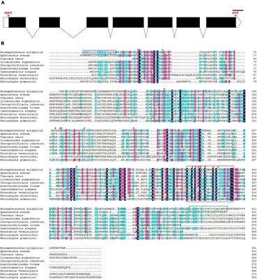 UGT440A1 Is Associated With Motility, Reproduction, and - Frontiers